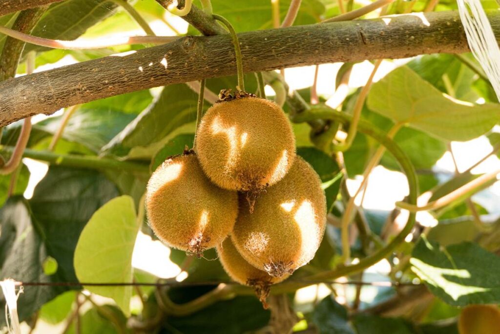 Kiwi Fruit image