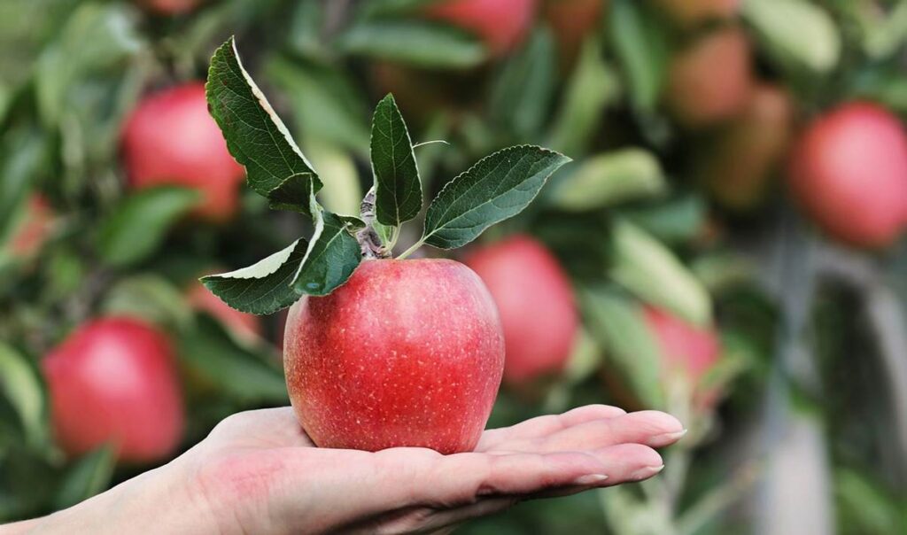 Apple Fruit image