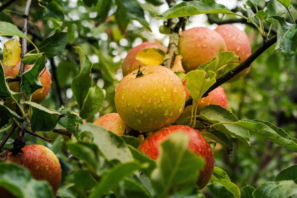 Apple Fruit image