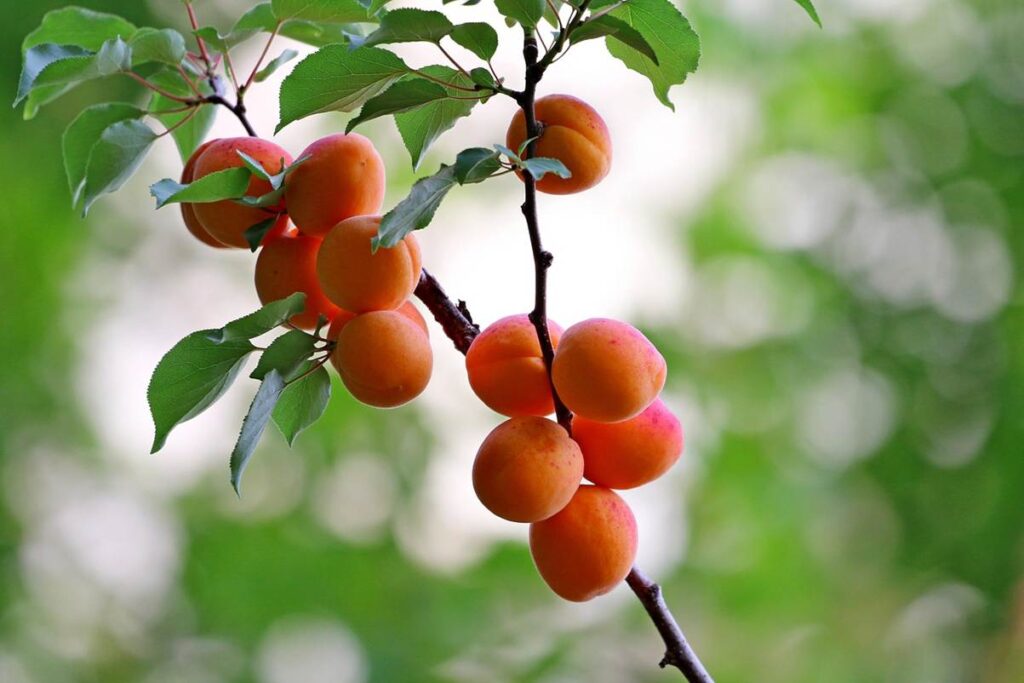 Apricot Fruit image
