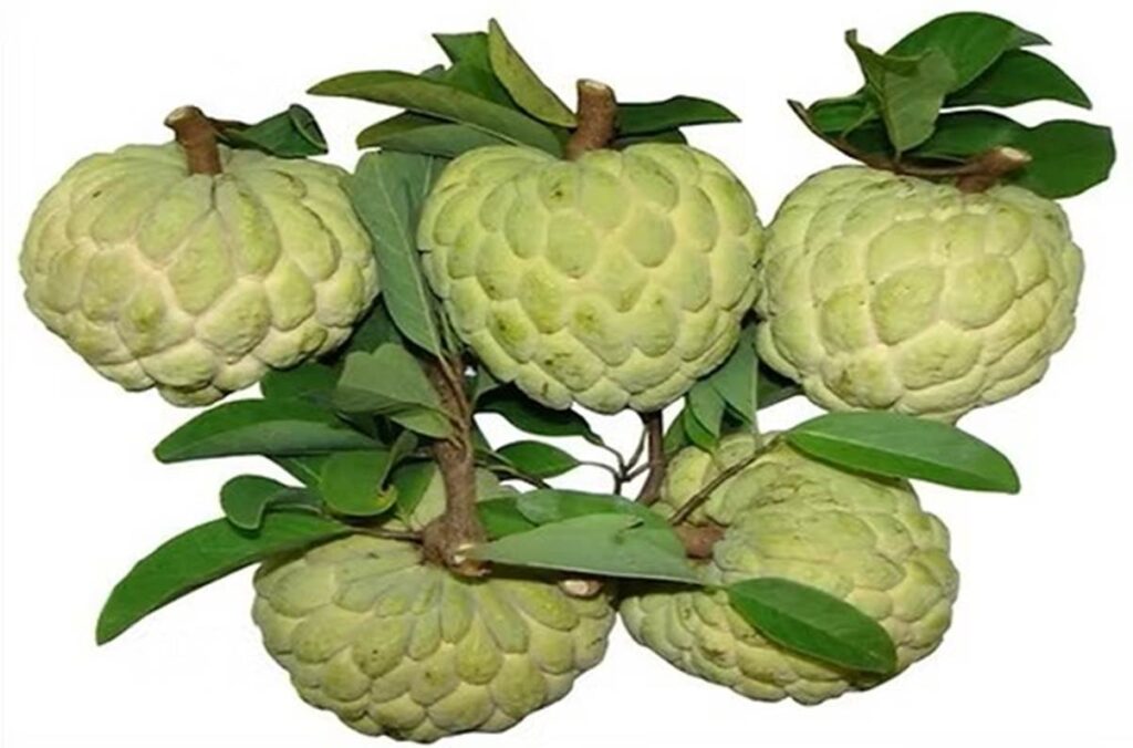 Custard Apple image