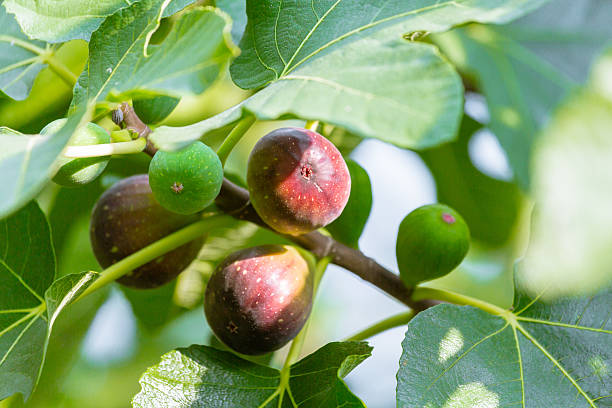 fig trees and fruits: