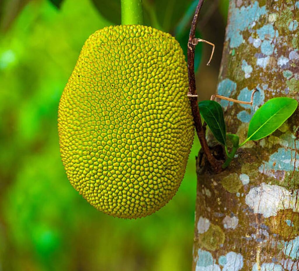 Jack fruit image