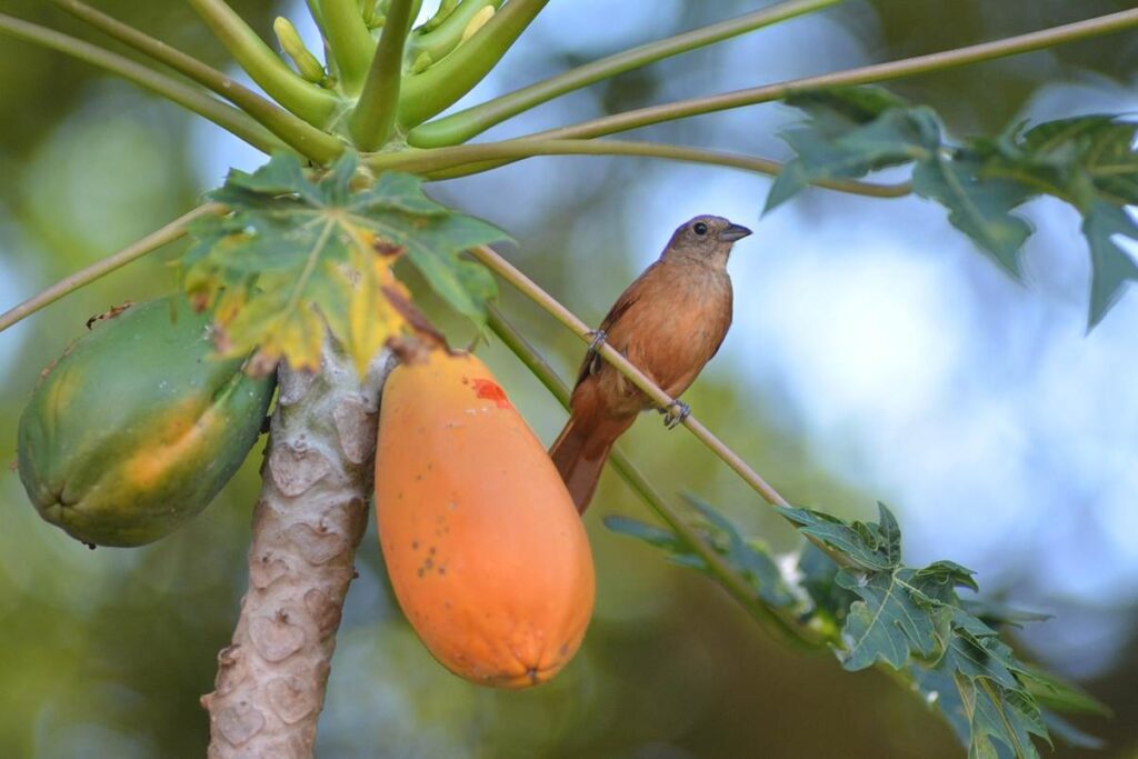 Papaya Fruit image