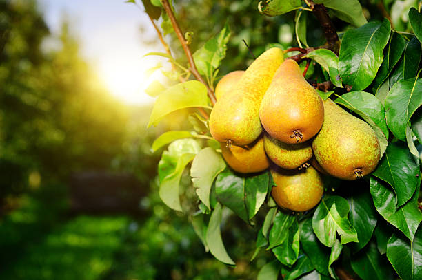 fresh pears on tree branch at sunny day