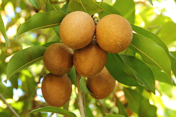 group of sapodilla fruit in the garden